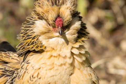 Antwerp Bantam chicken on a beautiful day.